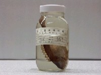 藏品(褐籃子魚)的圖片